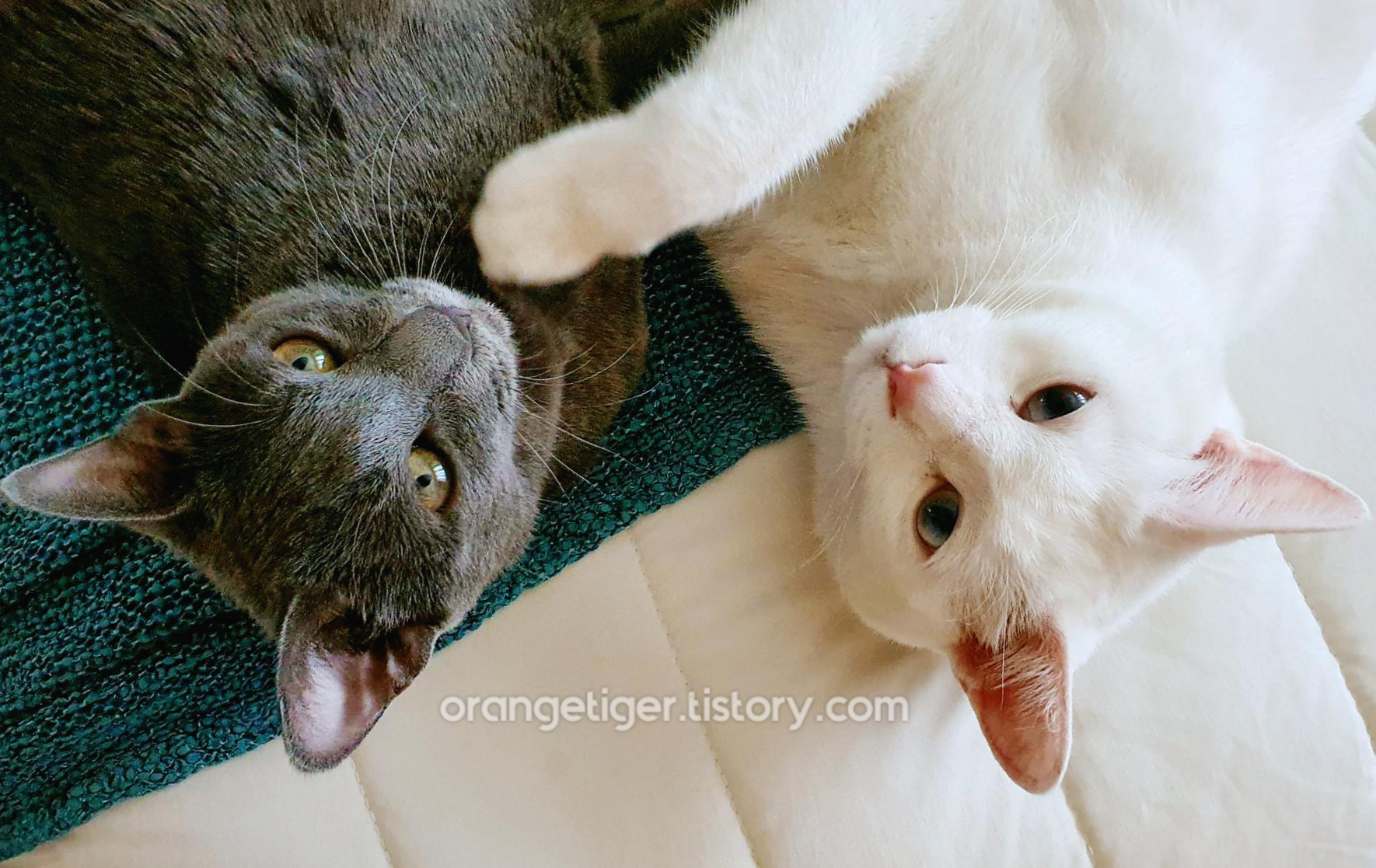 고양이 중성화에 대한 모든 것 (남아·여아 비용, 넥카라, 환묘복, 시기) 고양이 중성화에 대한 모든 것 (남아·여아 비용, 넥카라, 환묘복, 시기)
