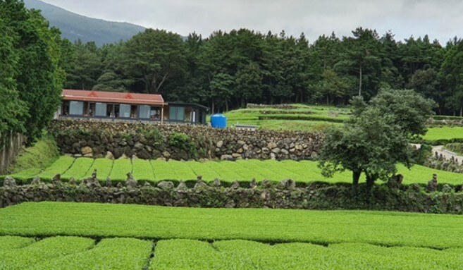 녹차밭 서귀다윈