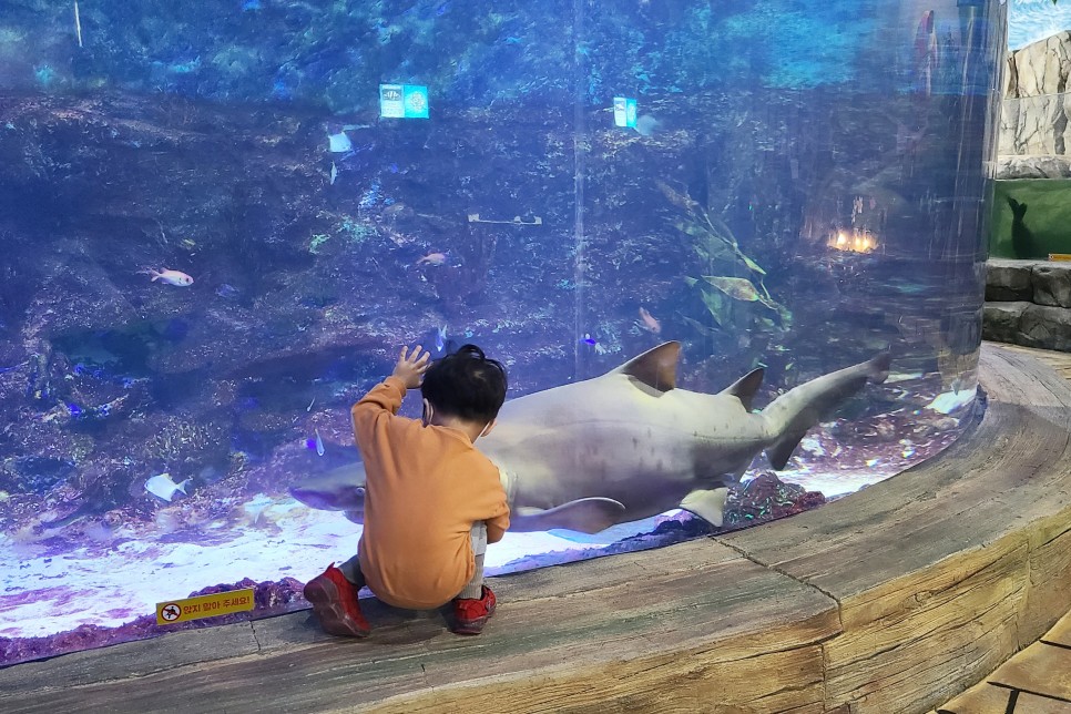부천 아쿠아리움 부천 아쿠아리움먹이주기 체험 13