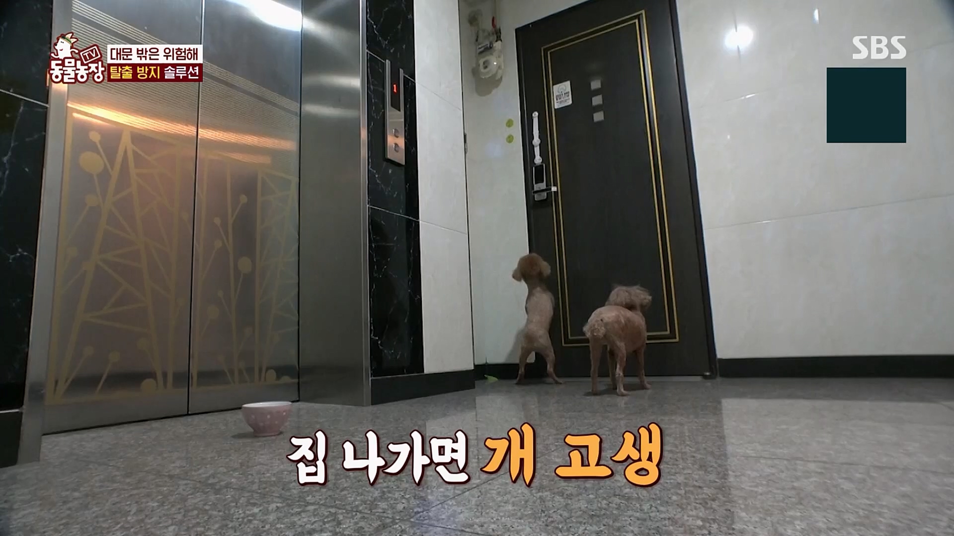 TV 동물농장.E1109.230226p.H264-F1RST.mp4_20230226_161913.568.jpg