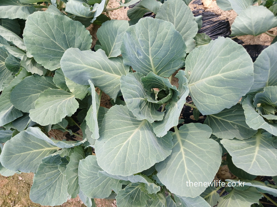 Kale leaves growing in healthy soil, photographed at the early stage in the field-밭에서 건강하게 자라는 초기 단계의 케일 잎