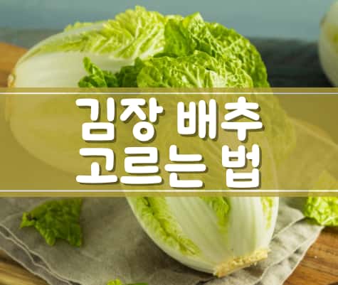 김장배추-고르는법