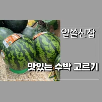 맛있는 수박 고르는법 5가지 feat 좋은 수박 암수 구별법_20