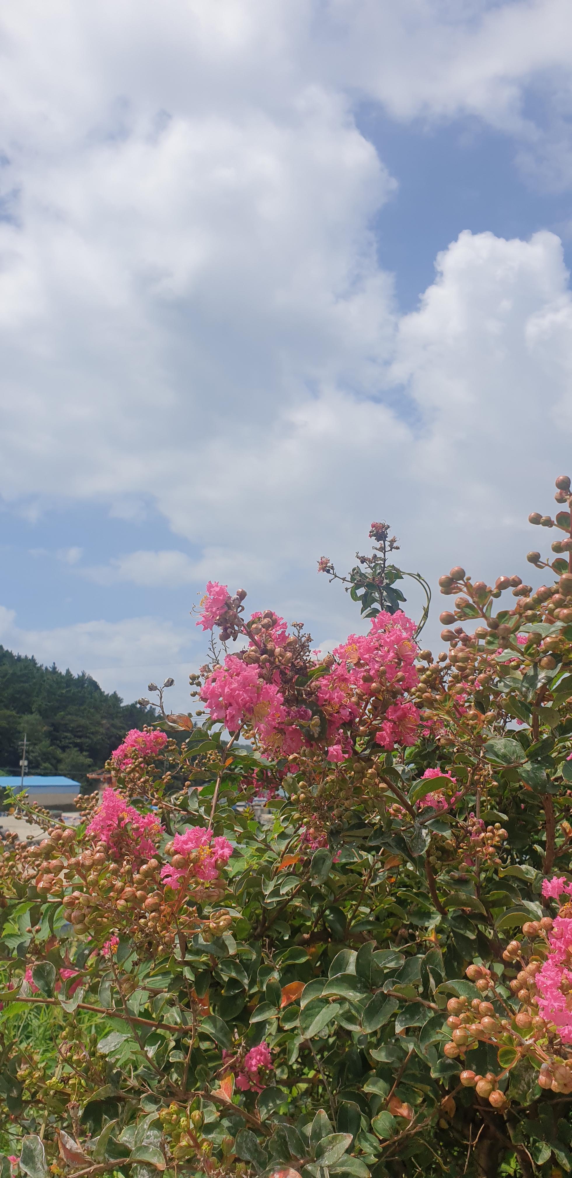  청산도 청송해변 배롱이꽃과 바닷가 풍경