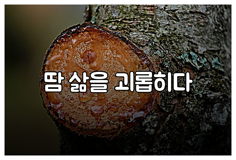 땀 삶을 괴롭히다