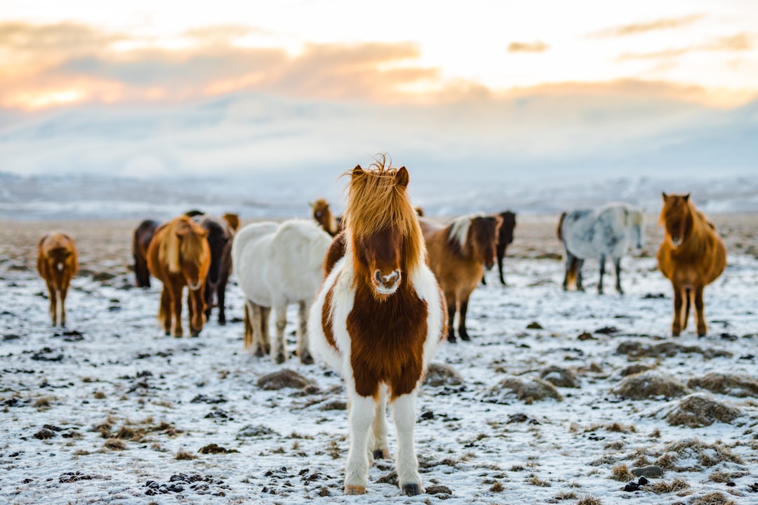 Winter destination.