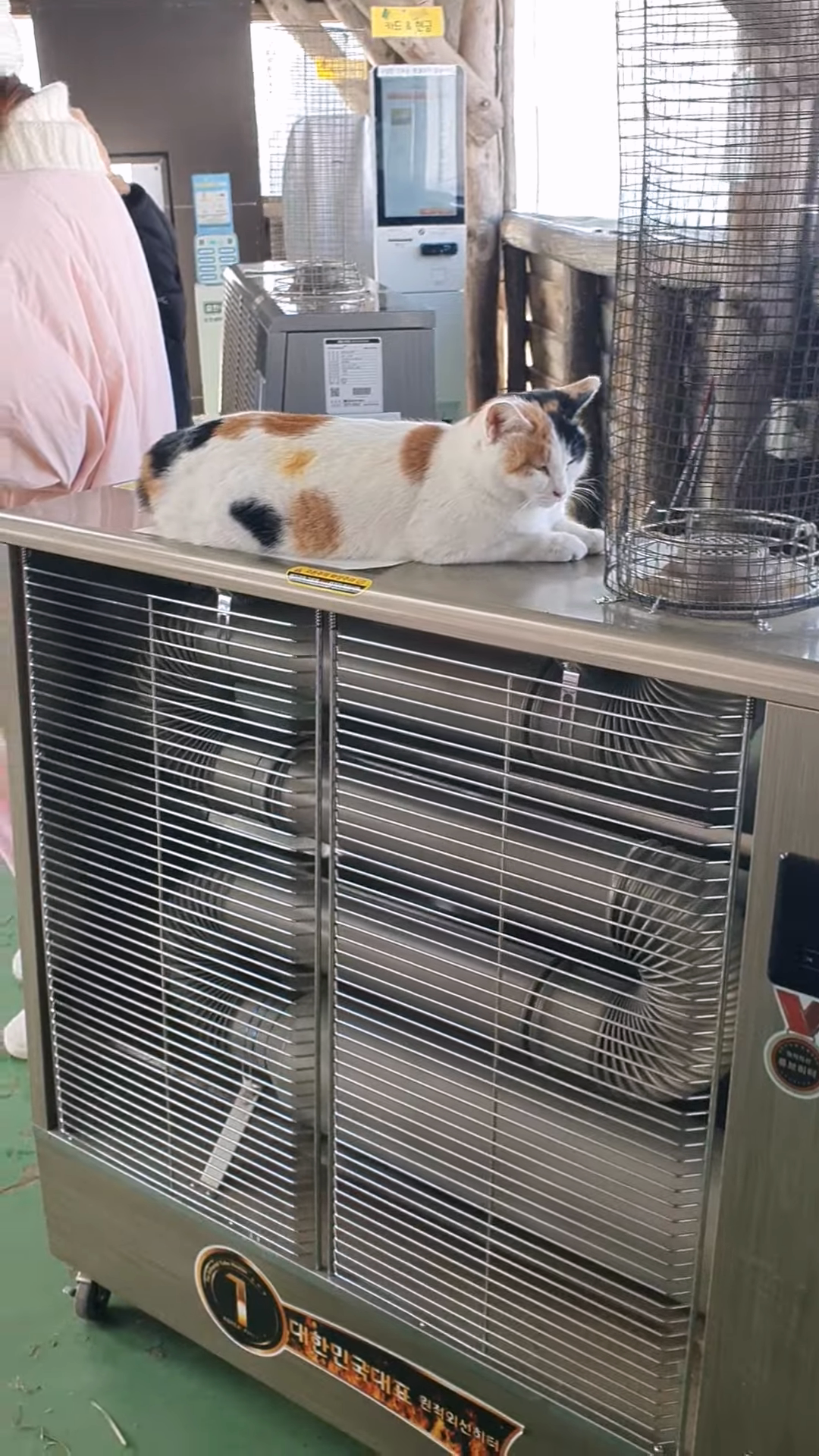 대관령양떼목장