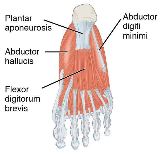 발바닥 근육 구조
