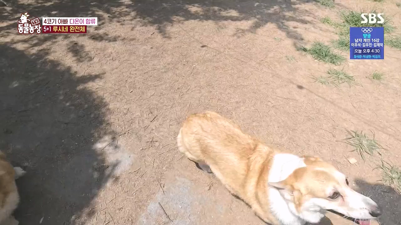 TV 동물농장.E1183.240805p-NEXT.mp4_20240804_154933.264.jpg