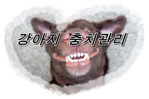  개의 치아와 인간의 치아와의 차이점은?