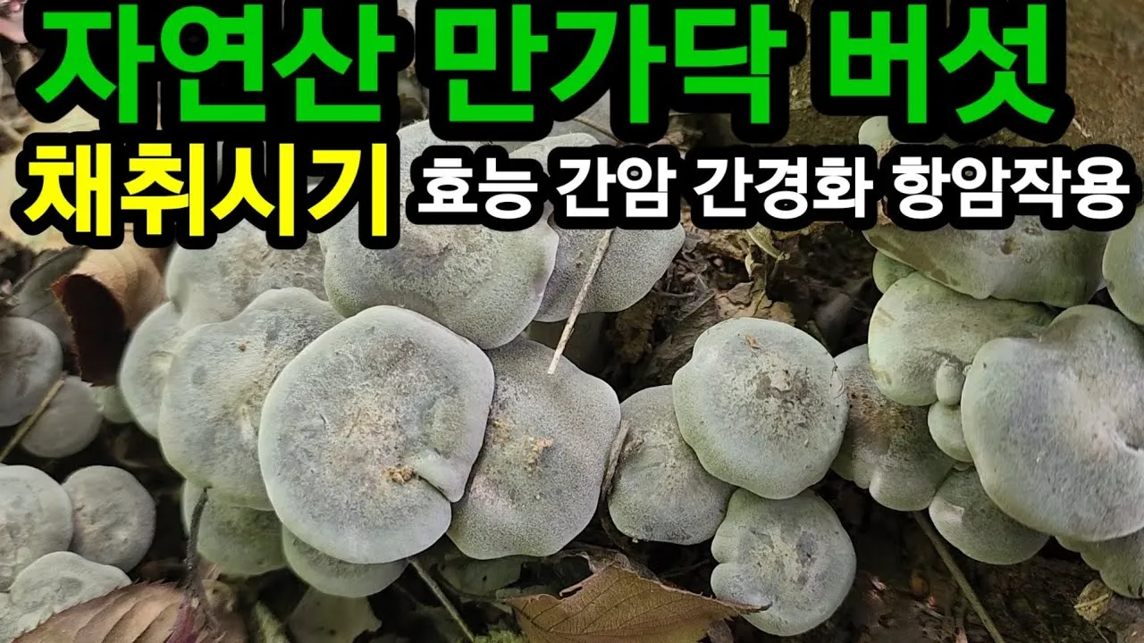 만가닥버섯 효능_4