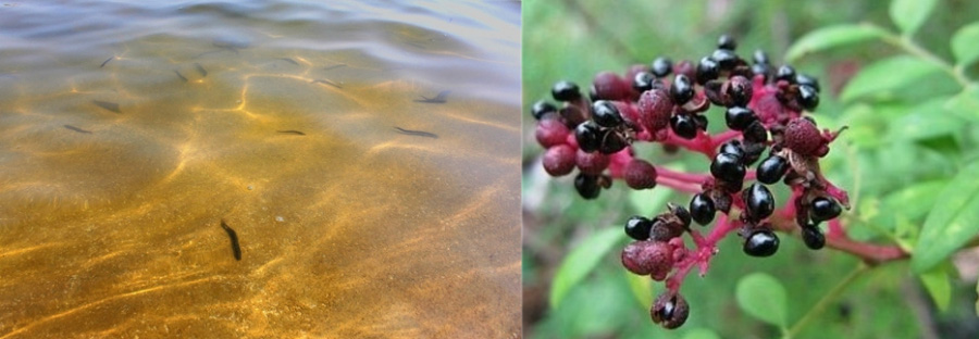 왼쪽은 야생의 강에서 유영을 하고 있는 미꾸라지 사진이고&#44; 오른쪽은 야생에서 자라고 있는 산초나무의 열매인 산초를 확대하여 찍은 사진