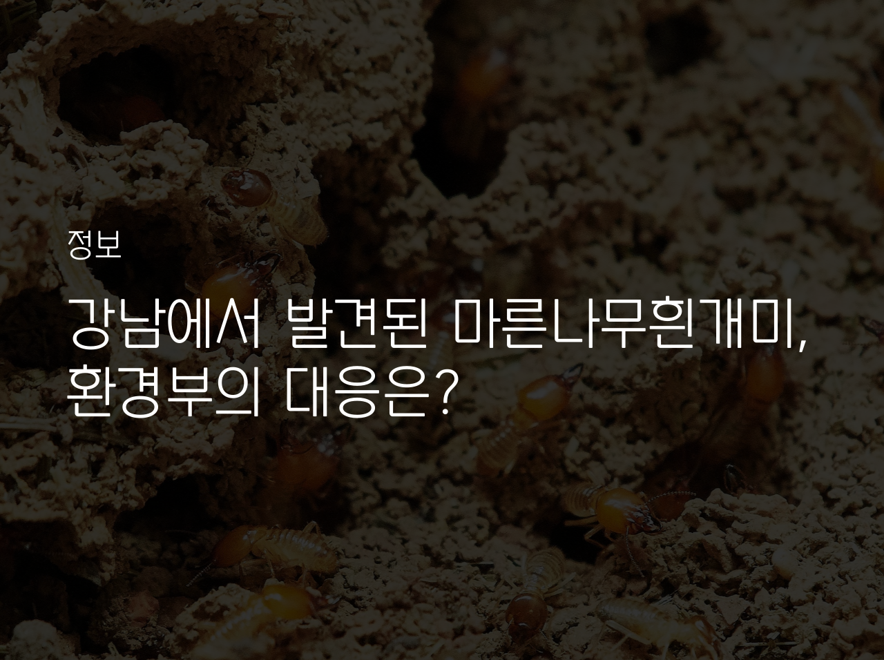  강남에서 발견된 마른나무흰개미, 환경부의 대응은?