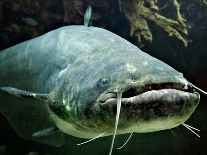 그리고 유래를 알아봅니다. 메기 효과의 의미와 의미 5