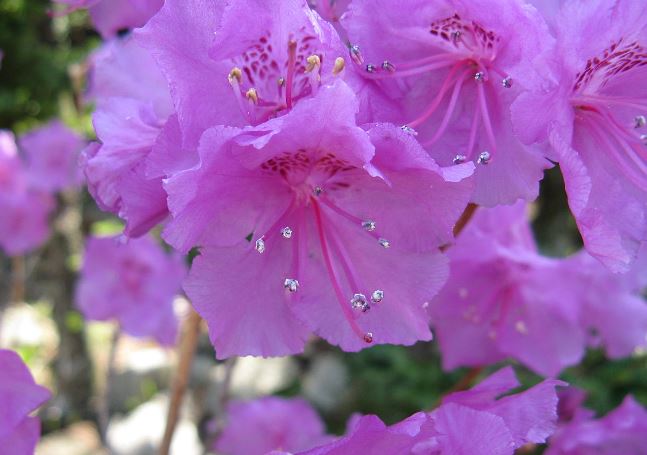 2023년 봄꽃 개화시기 진달래 개나리 벚꽃 축제 
