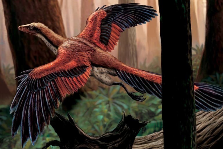 아르케옵테릭스 (Archaeopteryx)