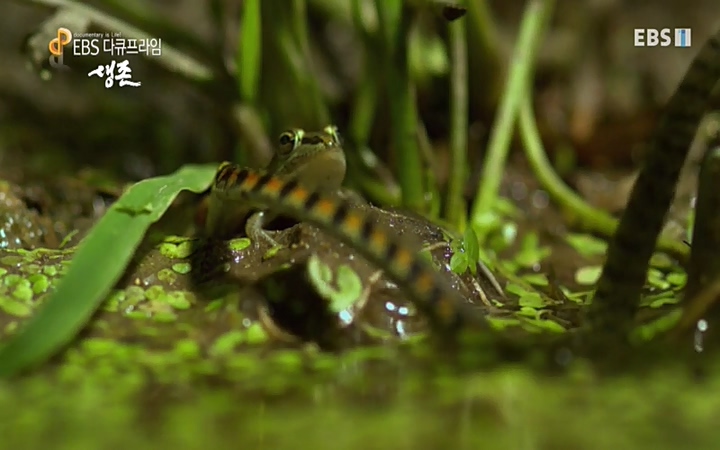 EBS 다큐프라임_ 220628.avi_20220629_205606.262.jpg