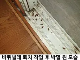 바퀴벌레 퇴치방법