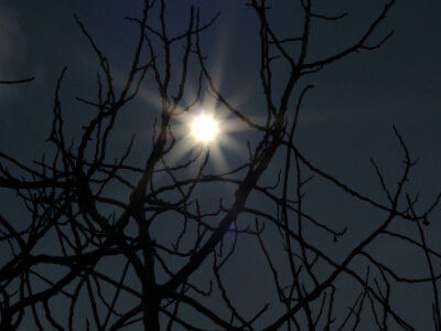 나뭇가지-사이로-달빛