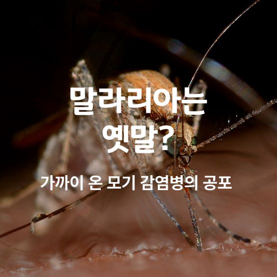 모기 클로즈업-사진