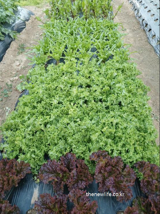 A farm field with multiple lettuce varieties including red leaf, green leaf, and frilly lettuce – rich in antioxidants, fiber, and essential vitamins for immune and digestive health
(적상추, 청상추, 주름 상추 등 다양한 상추가 자라는 농장 밭 – 항산화 성분, 식이섬유, 필수 비타민이 풍부해 면역력 및 소화 건강에 도움)