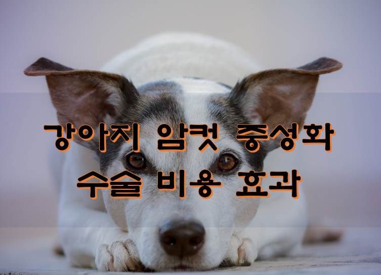  강아지 암컷 중성화 수술 비용 효과