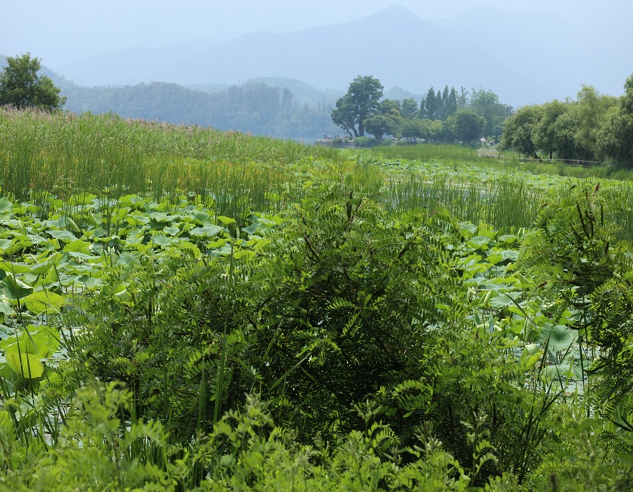 남한강의 연밭-이미지