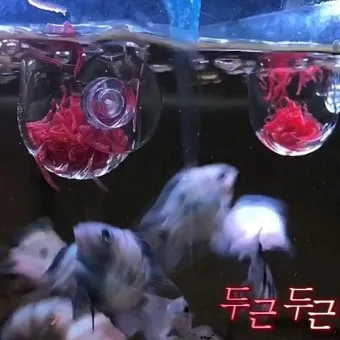 인디언복어 키우기 출산징후 수명 물갈이법 먹이 횟수 물온도_21