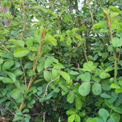 인삼-효능-먹는방법-부작용