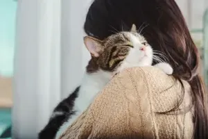 고양이