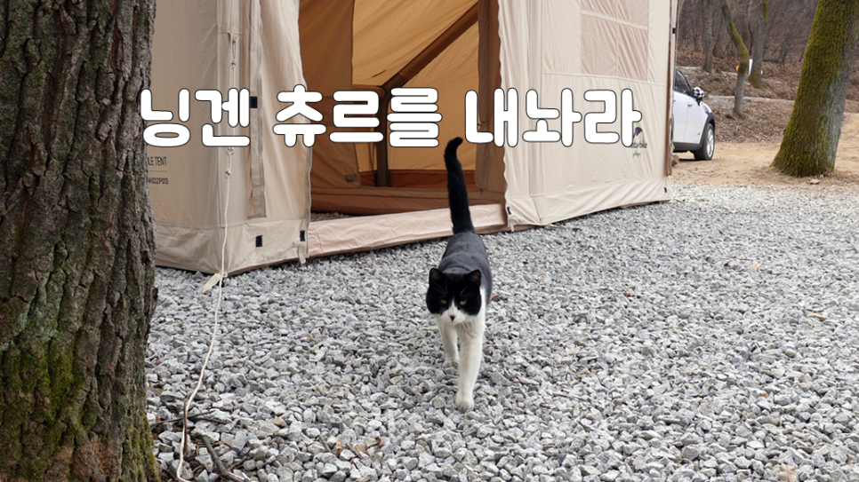  동계캠핑 네이처하이크 12Y 면텐트 마지막 피칭 | 고양이 손님맞이 캠핑 | 츄르 대령하라냥 | 강화도 스톤캠핑장 | 솔로캠핑