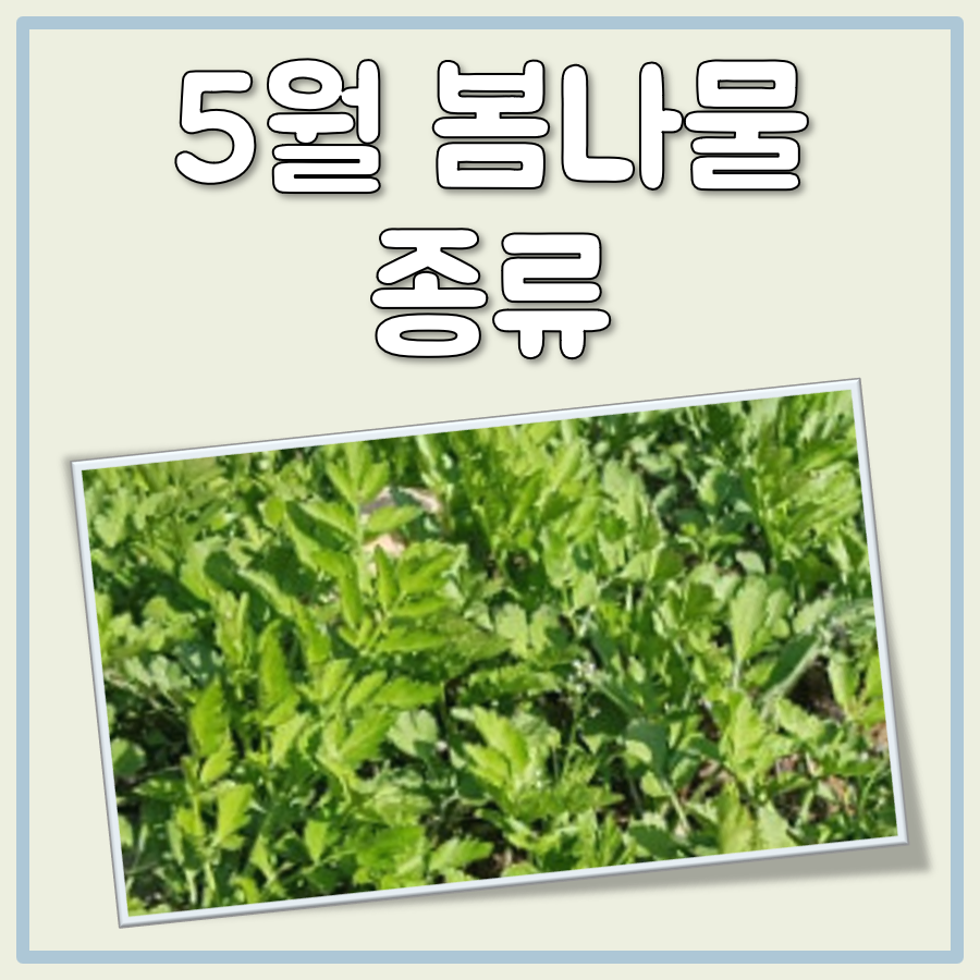 5월 봄나물 종류 12종 간단 정리