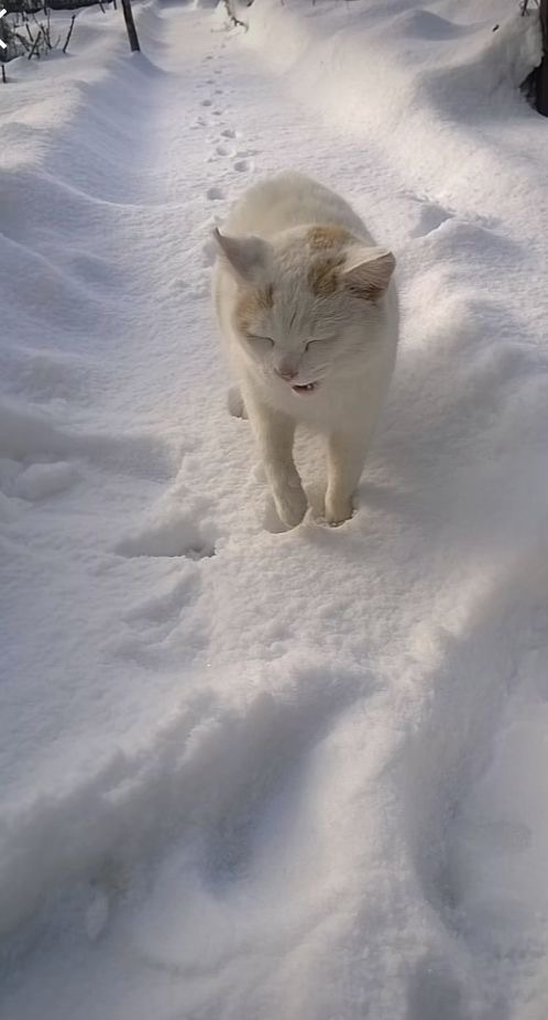 눈길을-걸어가는-고양이-모습
