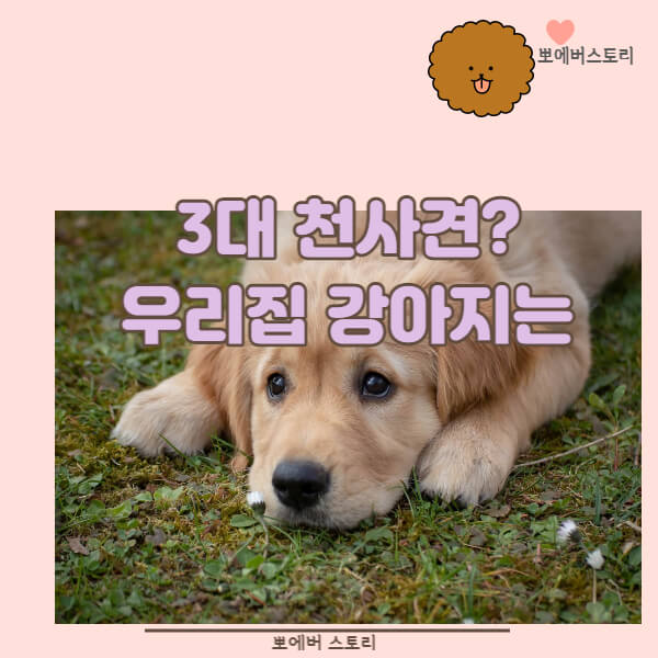  3대천사견 착한강아지 천사견종 순한반려견