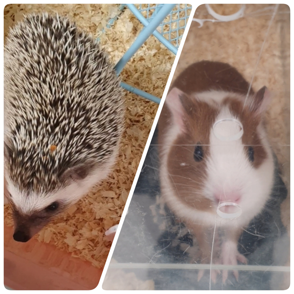 '키우다' 이마트 '반려동물 코너 고슴도치 vs 기니피그' 2