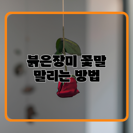  아름다움을 오래 저장하는 붉은장미 말리는 방법
