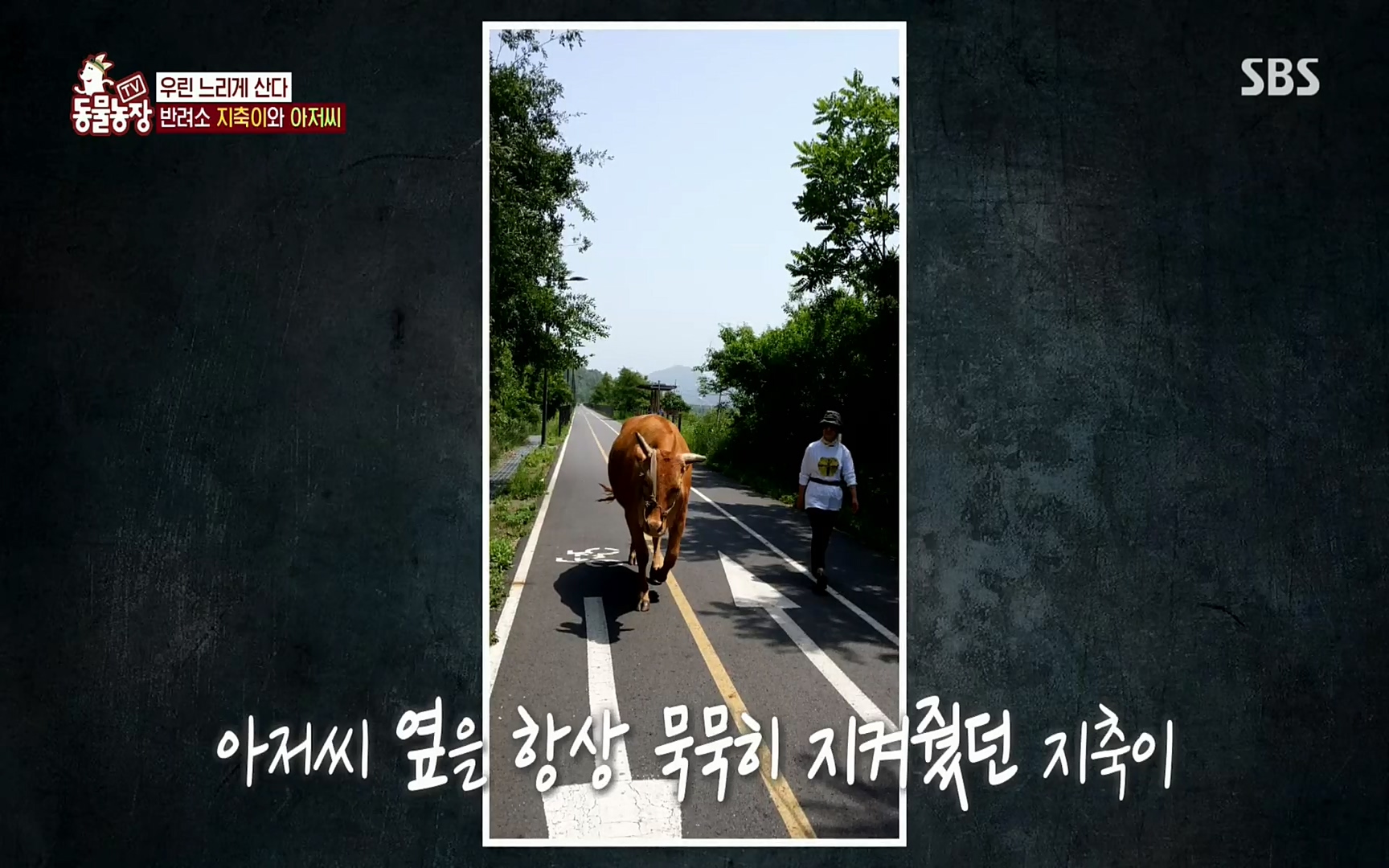 TV 동물농장.E1074.220619p.H264-F1RST.mp4_20220619_181509.453.jpg