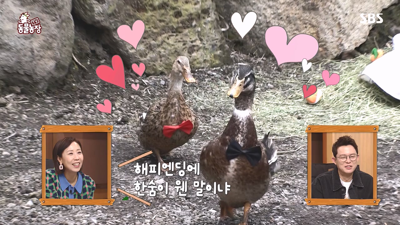 TV 동물농장.E1153.240108p-NEXT.mp4_20240107_173837.658.jpg