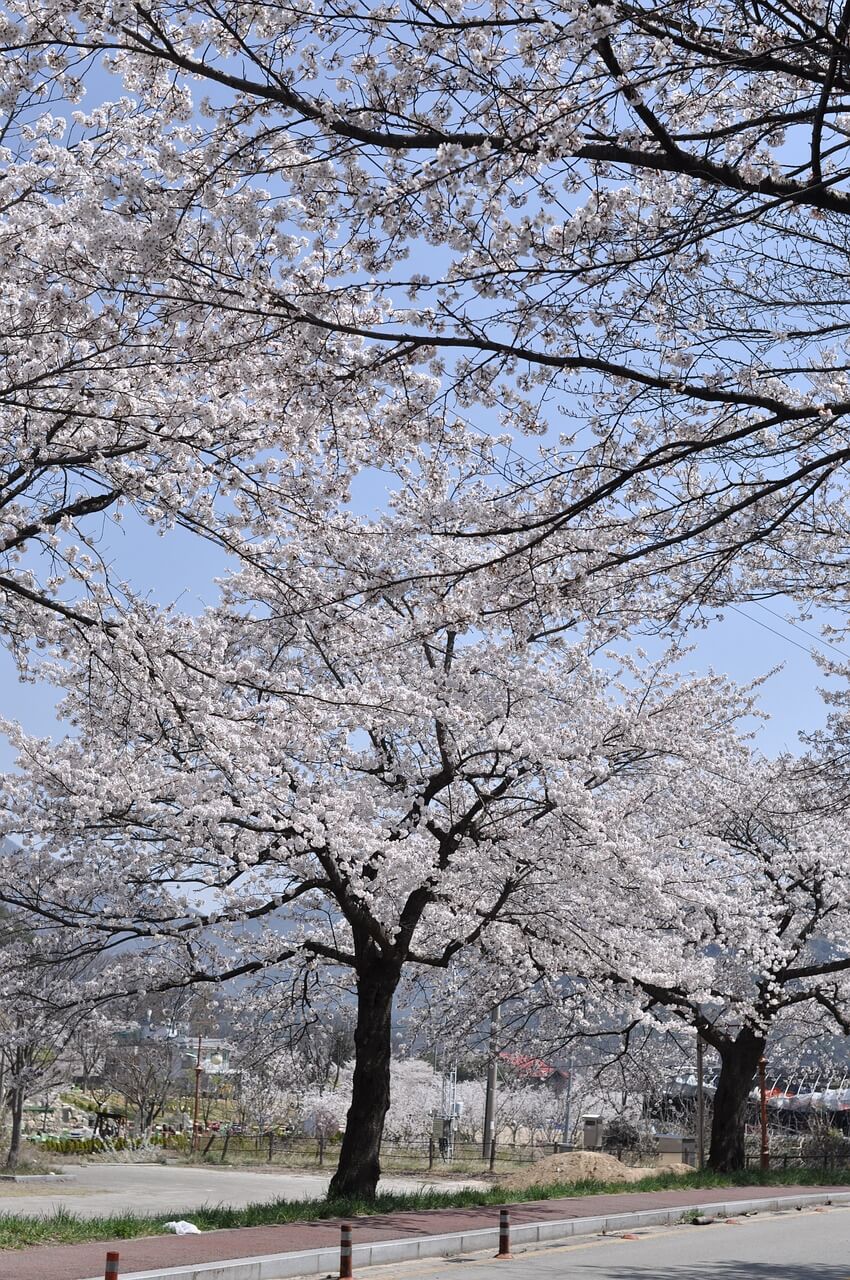 여의도 벚꽃축제