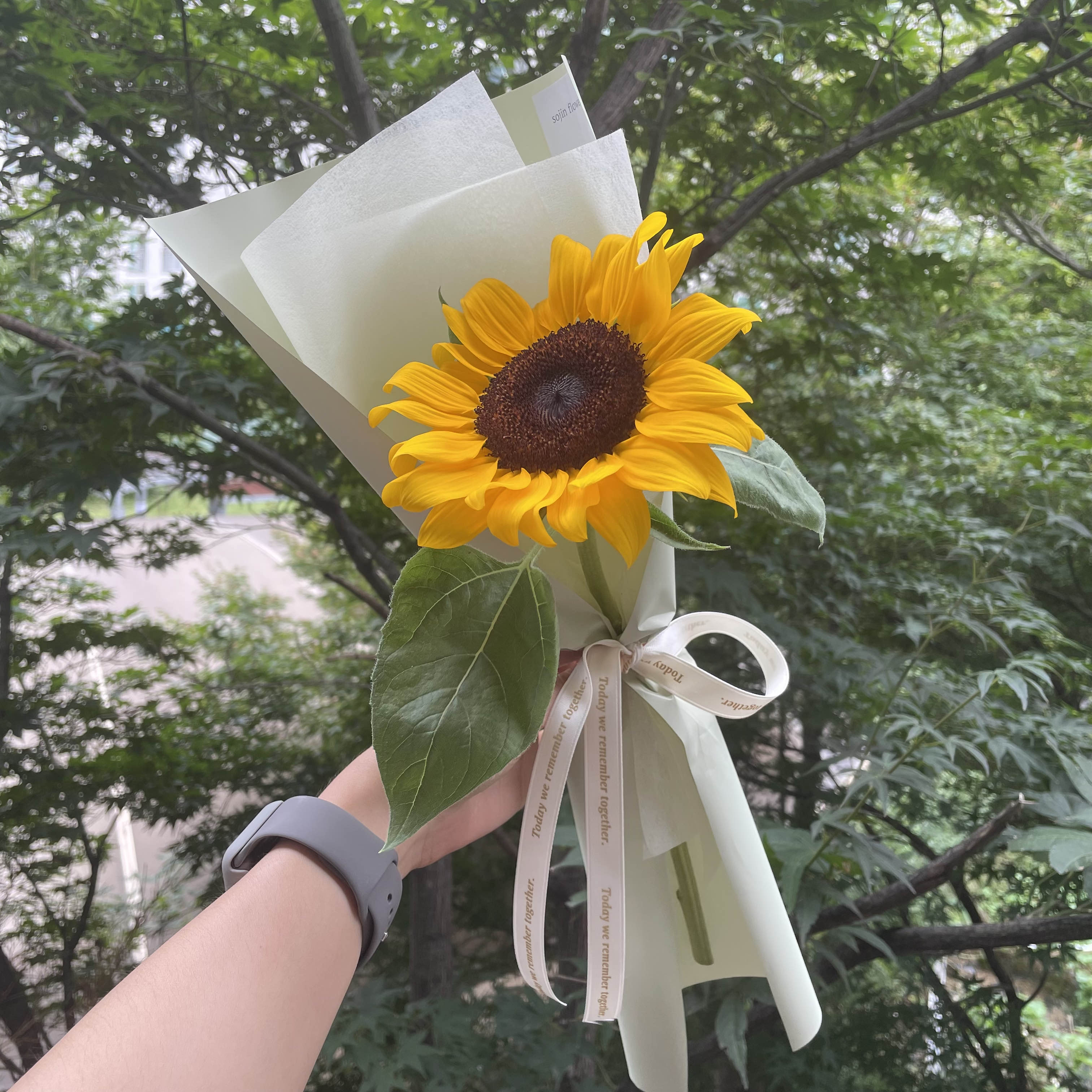 해바라기플라워 이미지
