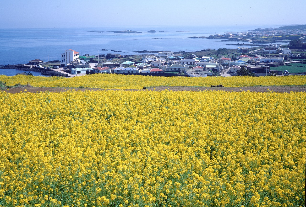 제주도 유채꽃 - 사진