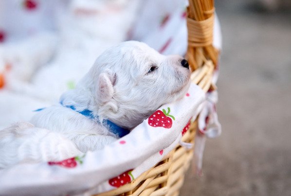 바구니에-들어있는-하얀-아기-강아지