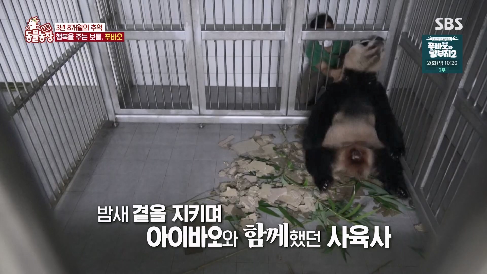 TV 동물농장.E1165.240331p.H264-F1RST.mp4_20240331_144353.593.jpg