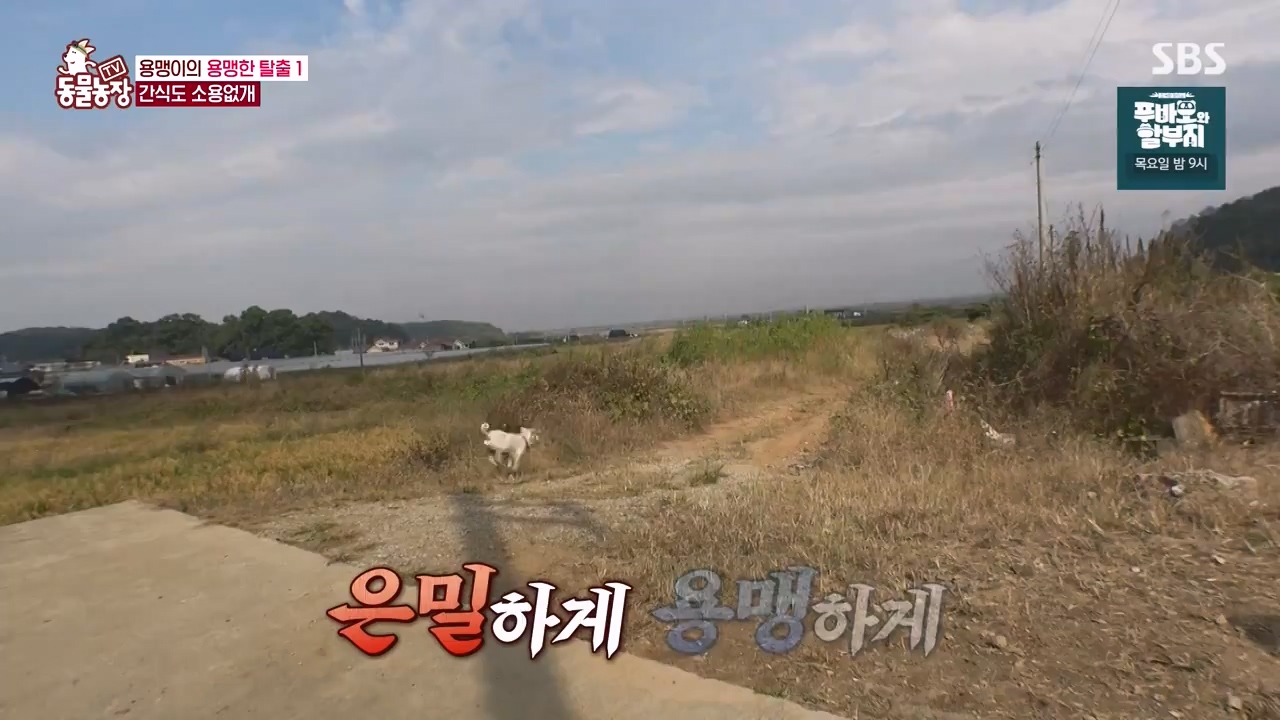 TV 동물농장.E1147.231127p-NEXT.mp4_20231126_170400.146.jpg