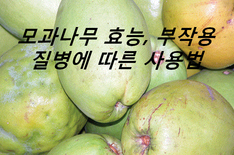 모과나무 효능, 부작용, 사용법