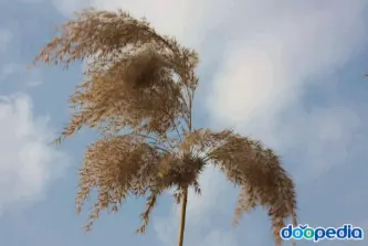 갈대