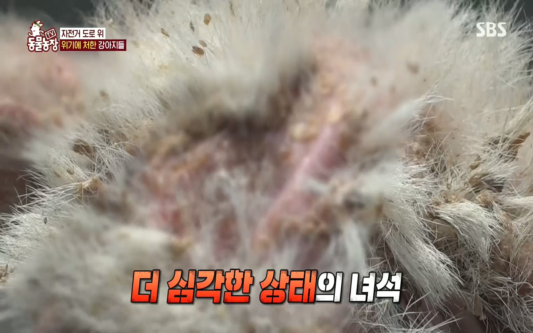 TV 동물농장.E1081.220807p.H264-F1RST.mp4_20220807_213636.711.jpg