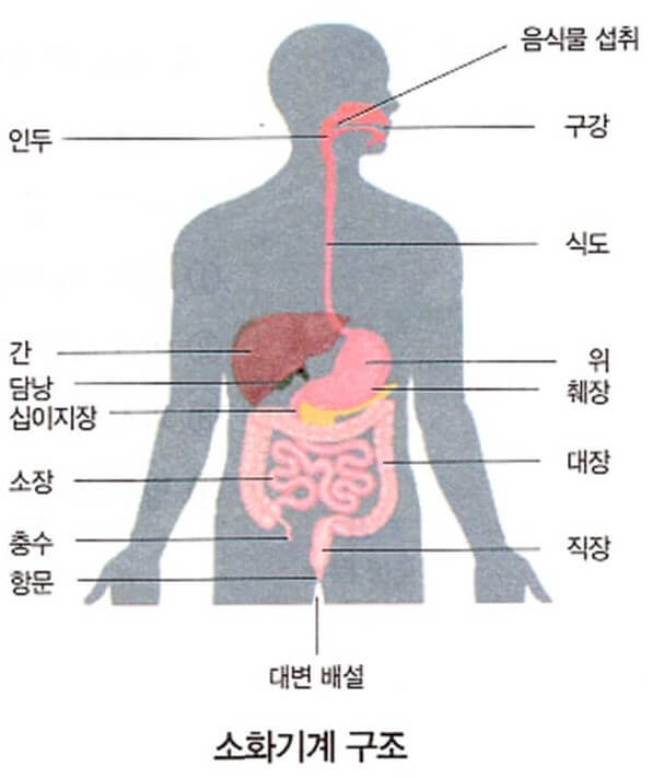 소화기계 구조