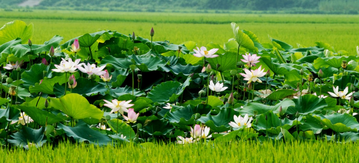  [마음 챙김, 명상, 마음공부] 히말라야를 넘어서 12장(5)