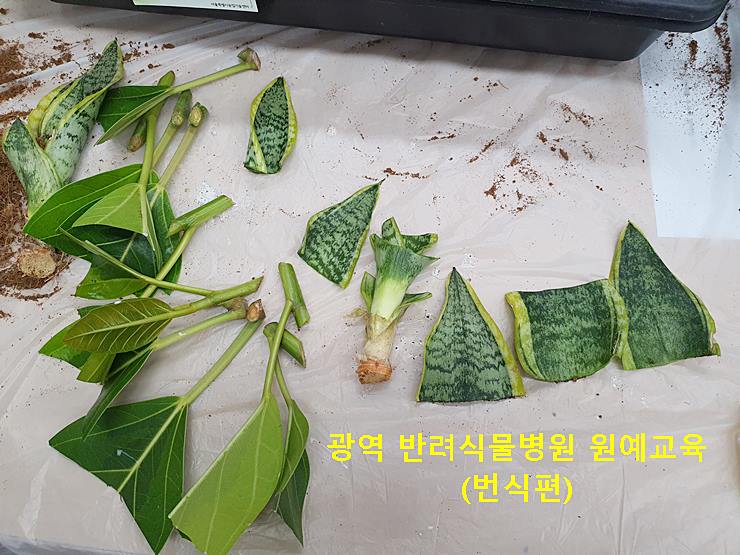 광역 반려식물병원 원예교육 - 번식편